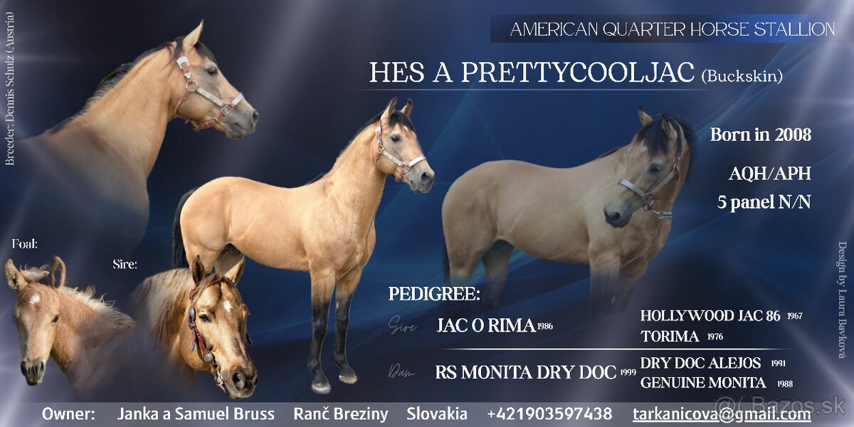 Pripúštanie American Quarter Horse (AQH)