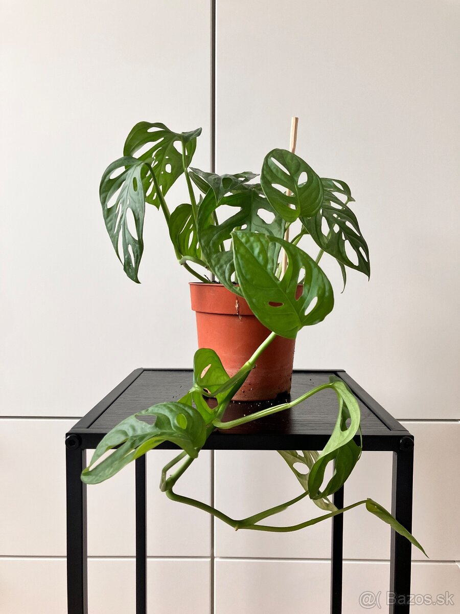 Monstera adansonii