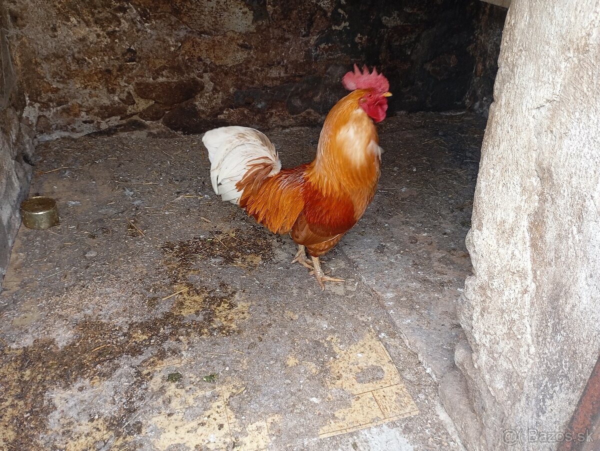 Kohúty