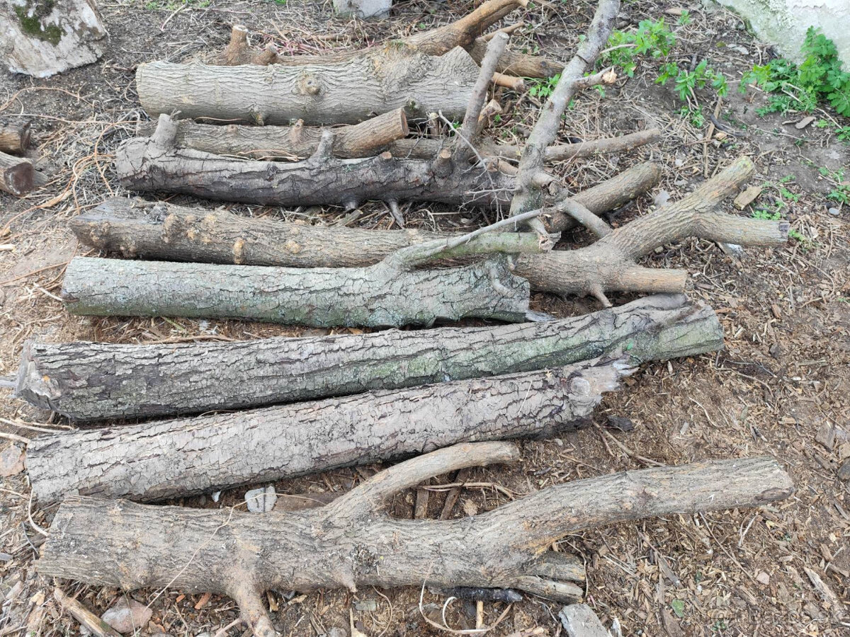 pne: priemer 15 - 25 cm --- hruška, moruša - zdravé, 1 ročné