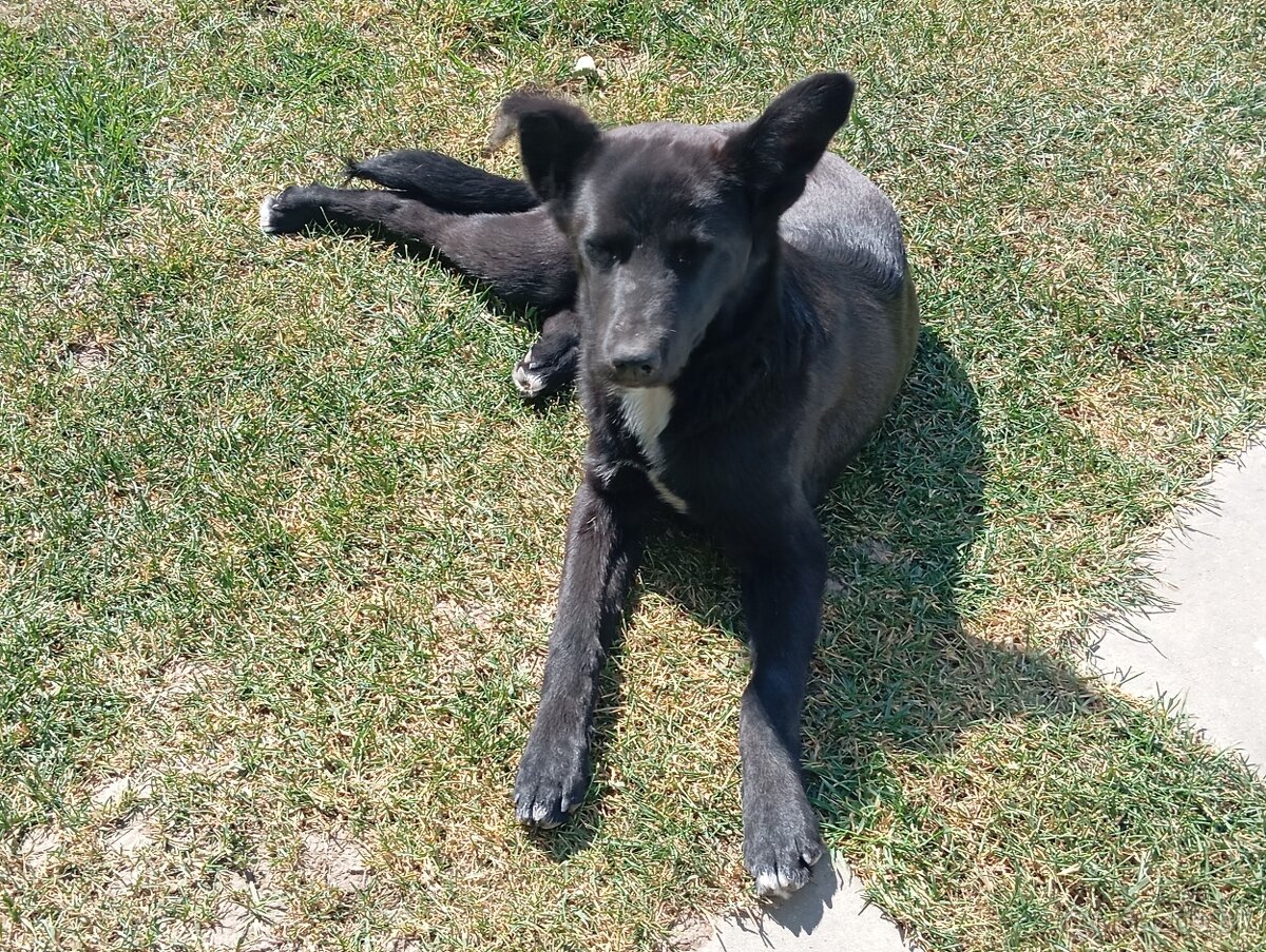 Hasky - Labrador