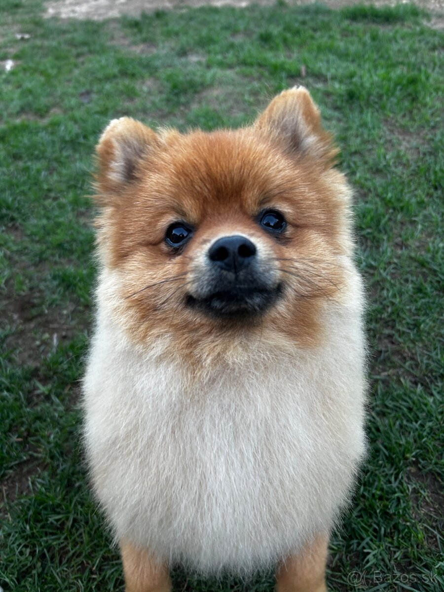 Pomeranian na krytie