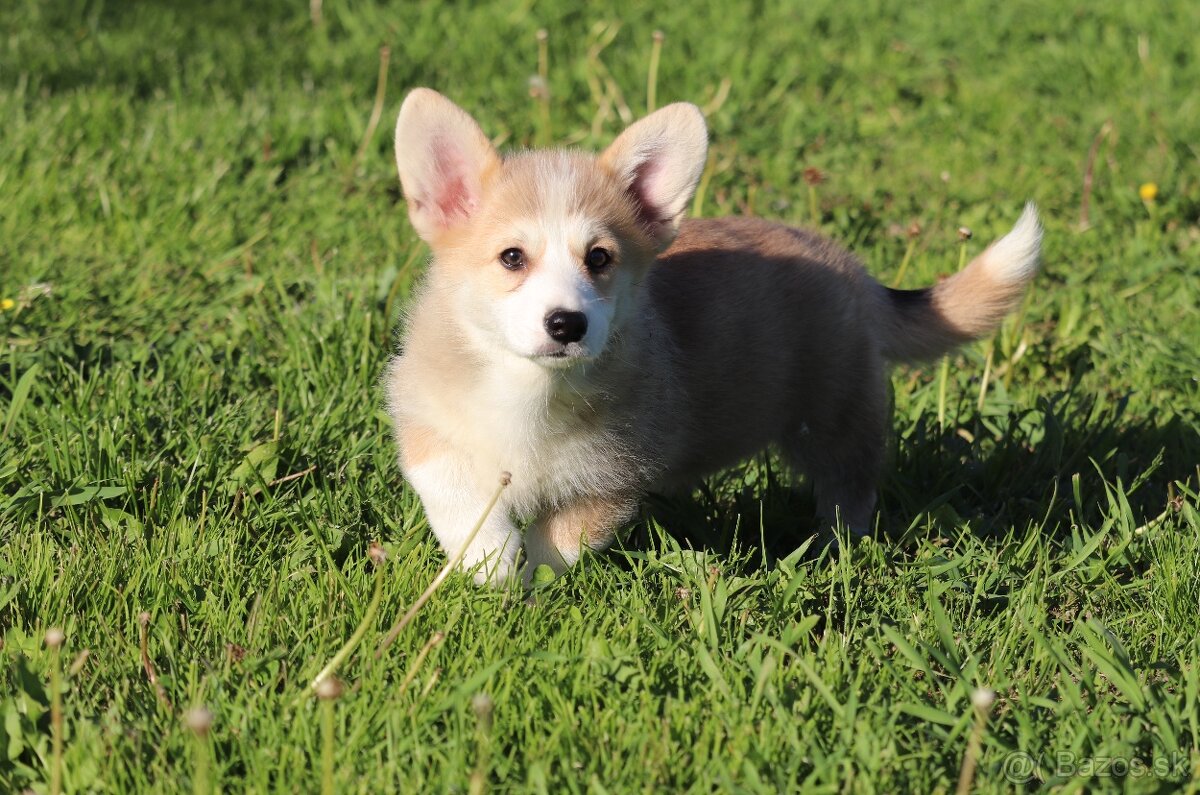 Welsh corgi pembroke sučka