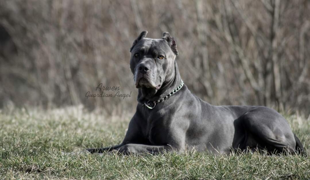 Americký bandog – krytie