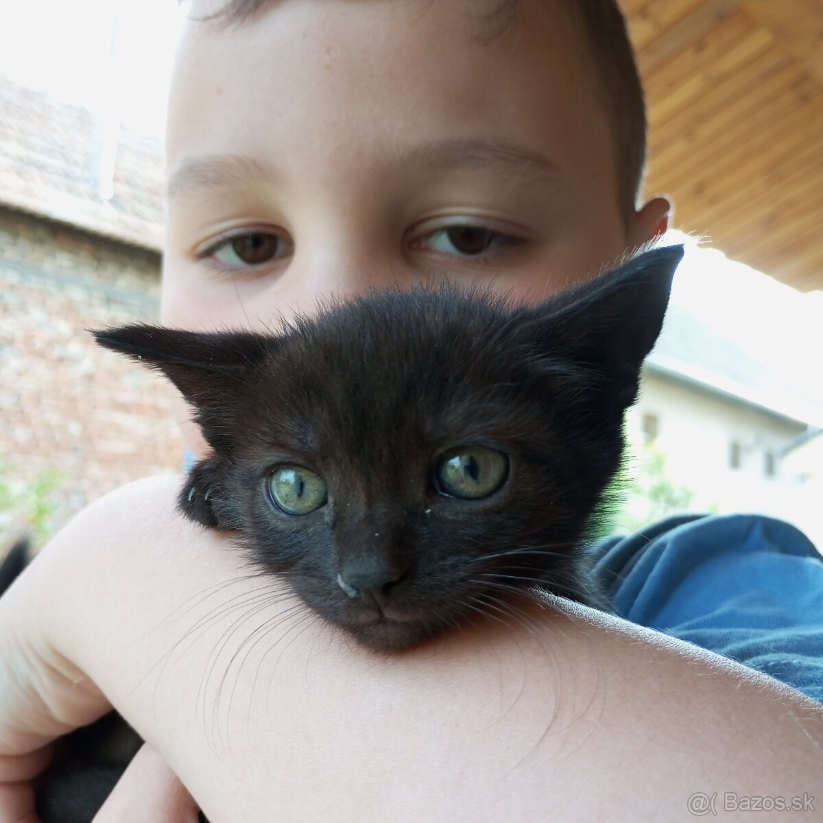 Mačiatko darujem