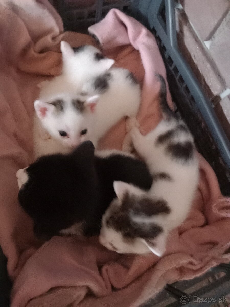 Darujem mačiatka
