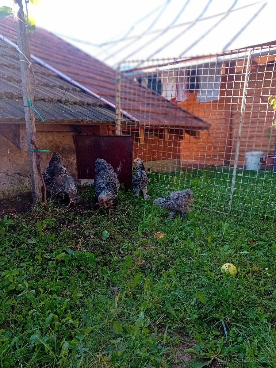 Brahmanka veľká strieborná-sliepočky