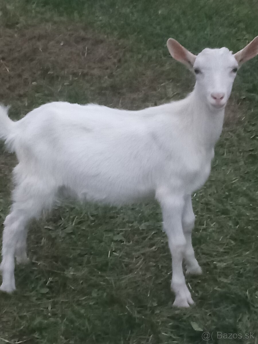 Capko