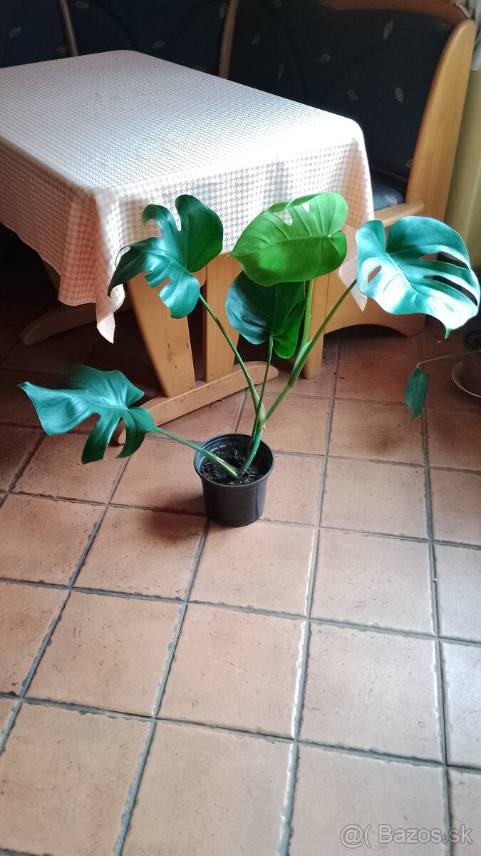 Monstera skvelá deliciosa s kvetináčom, výška 80 cm