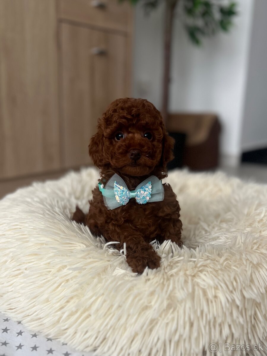 Toy uszkár , poodle , Pudel, pudlik