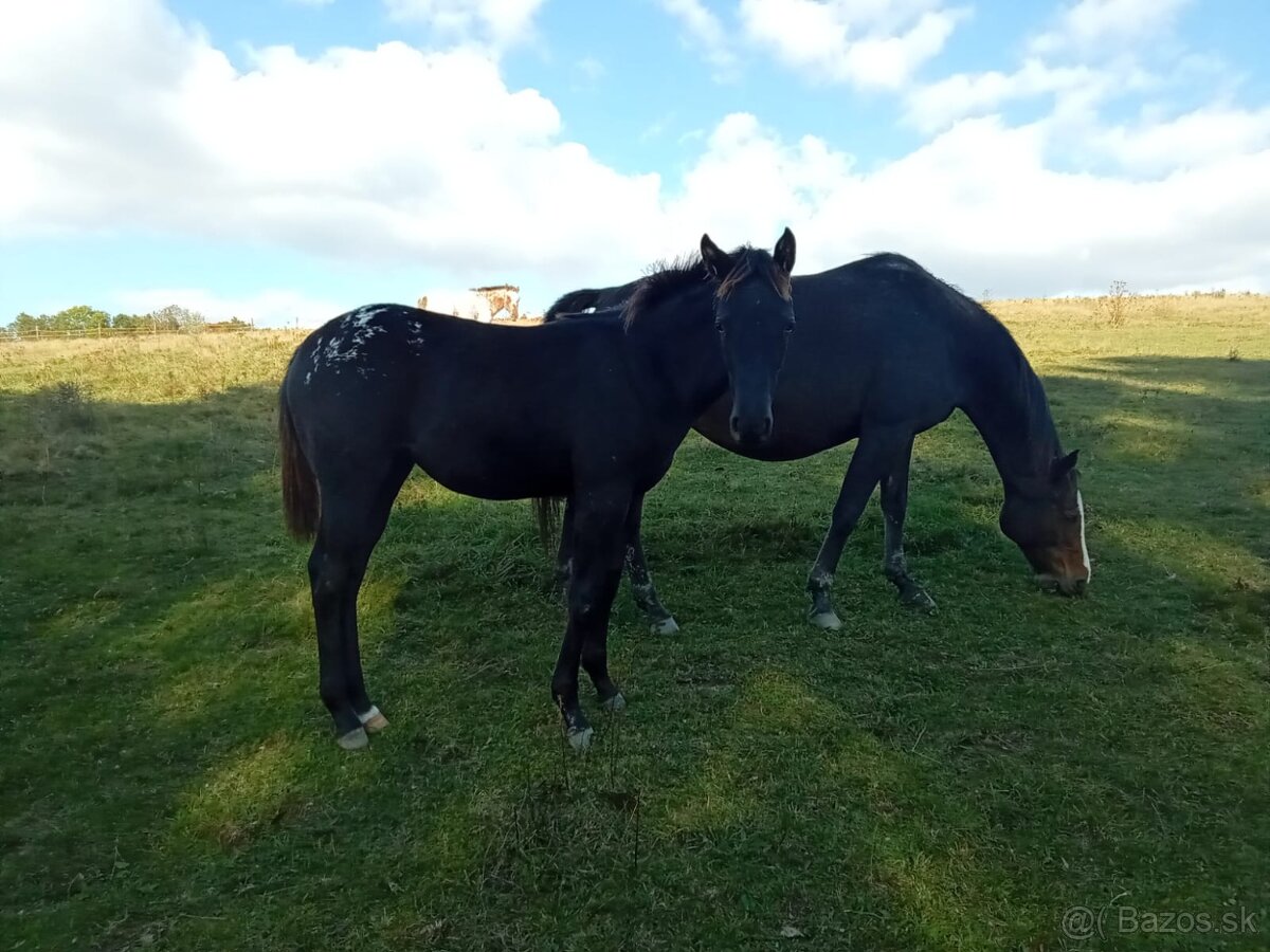 Letošní Appaloosa