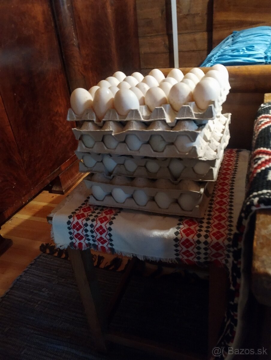 Kačacie vajcia na predaj