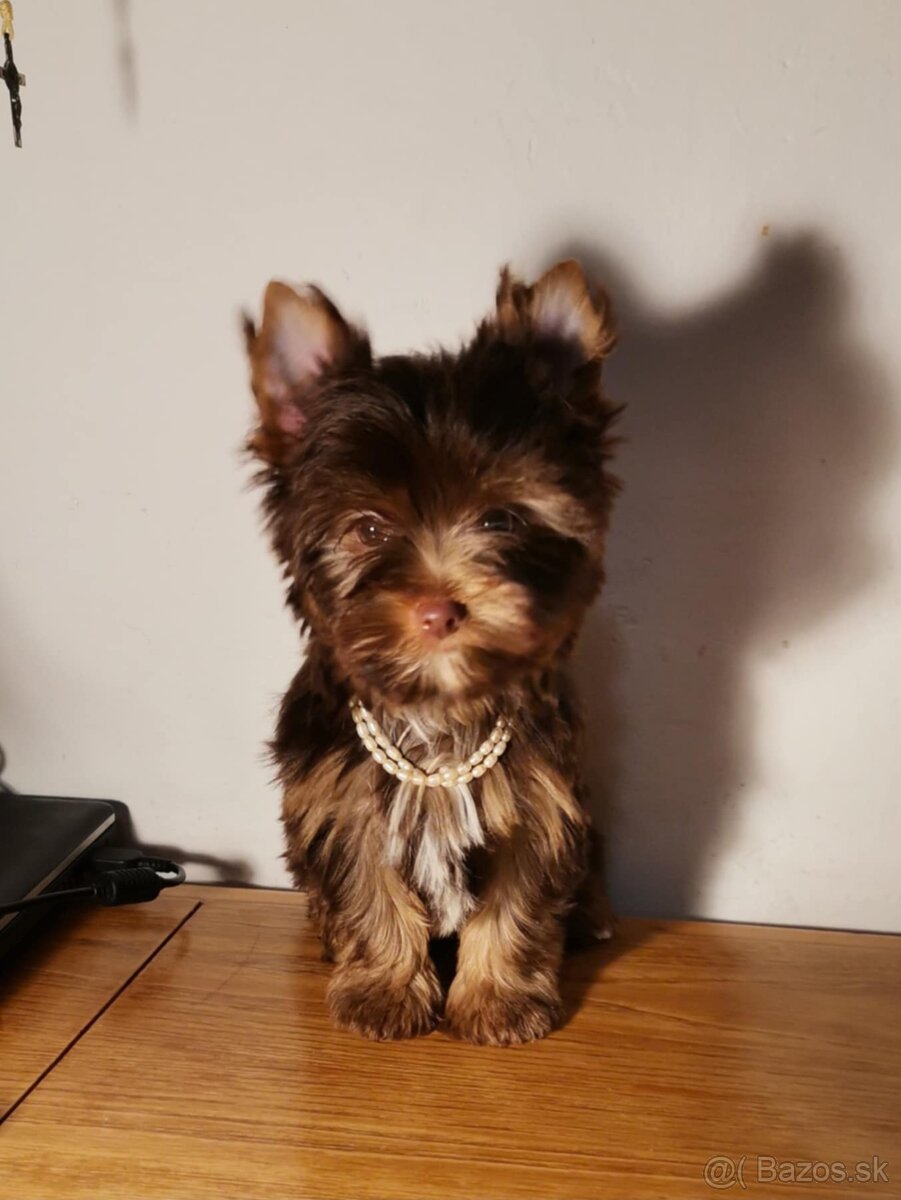 Yorkshirsky terier, biewer, čoko, choco s PP