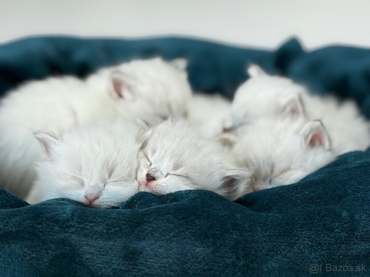 Sibírska mačka - Nevská maškaráda