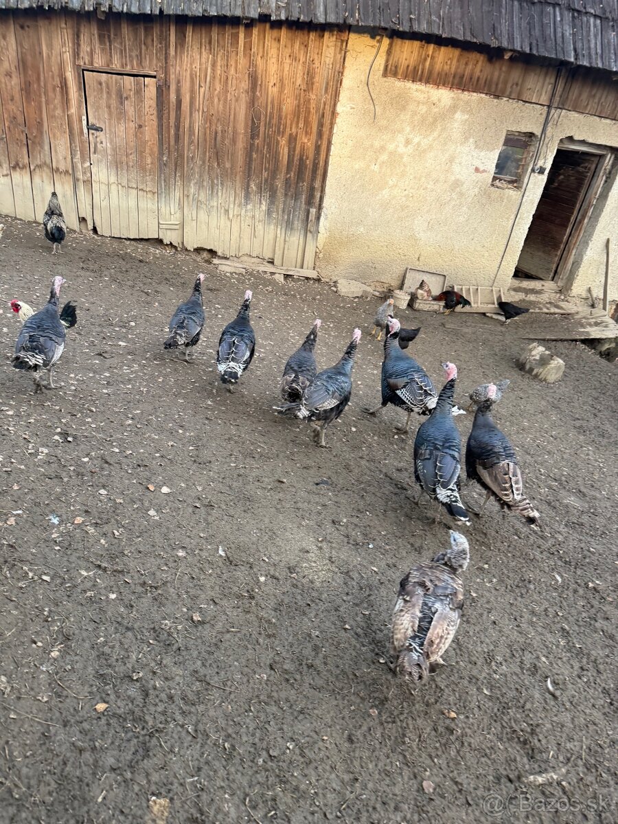 predám morku bronzovú