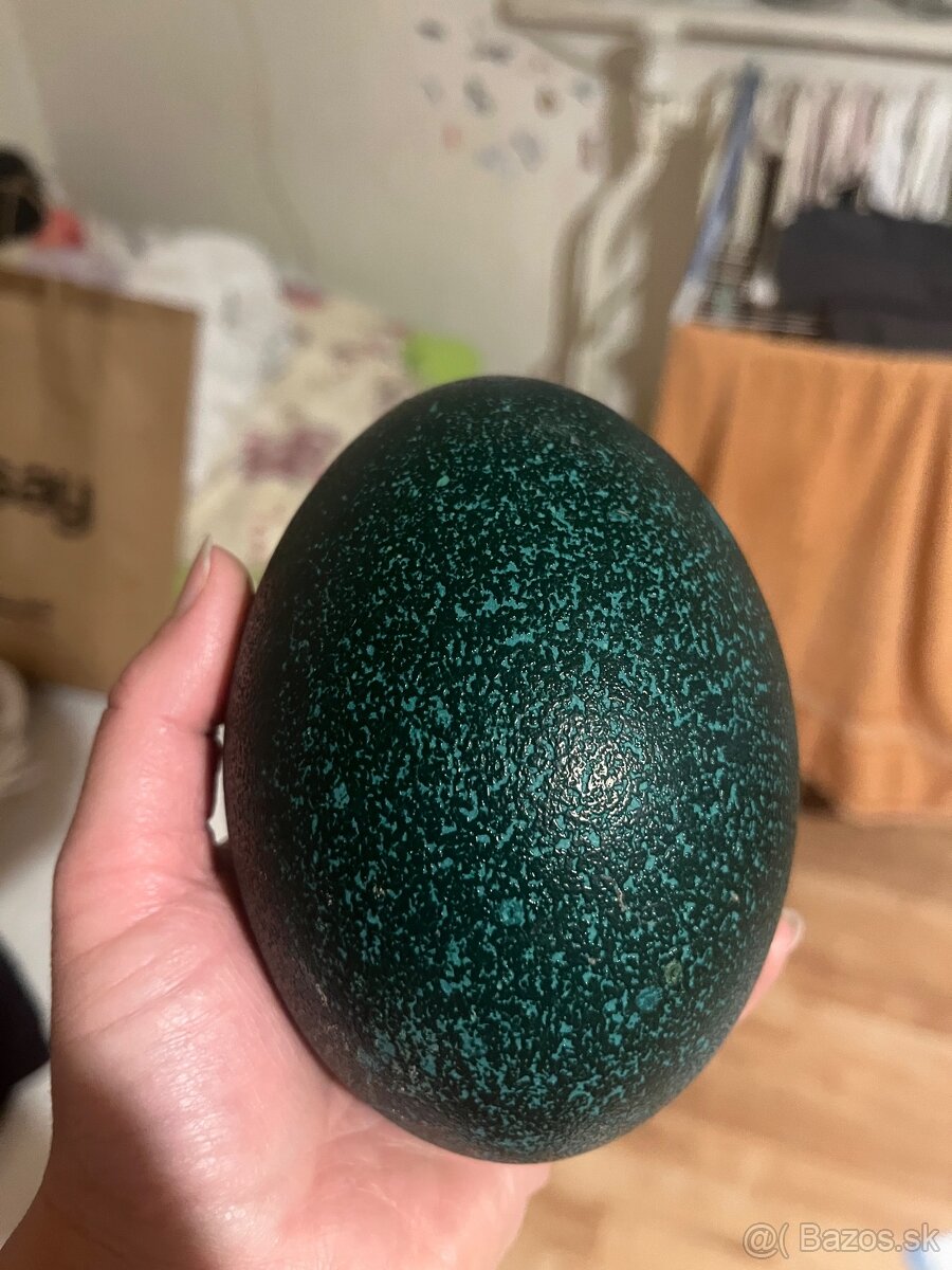 Pstrosie vajcia Emu hnedého