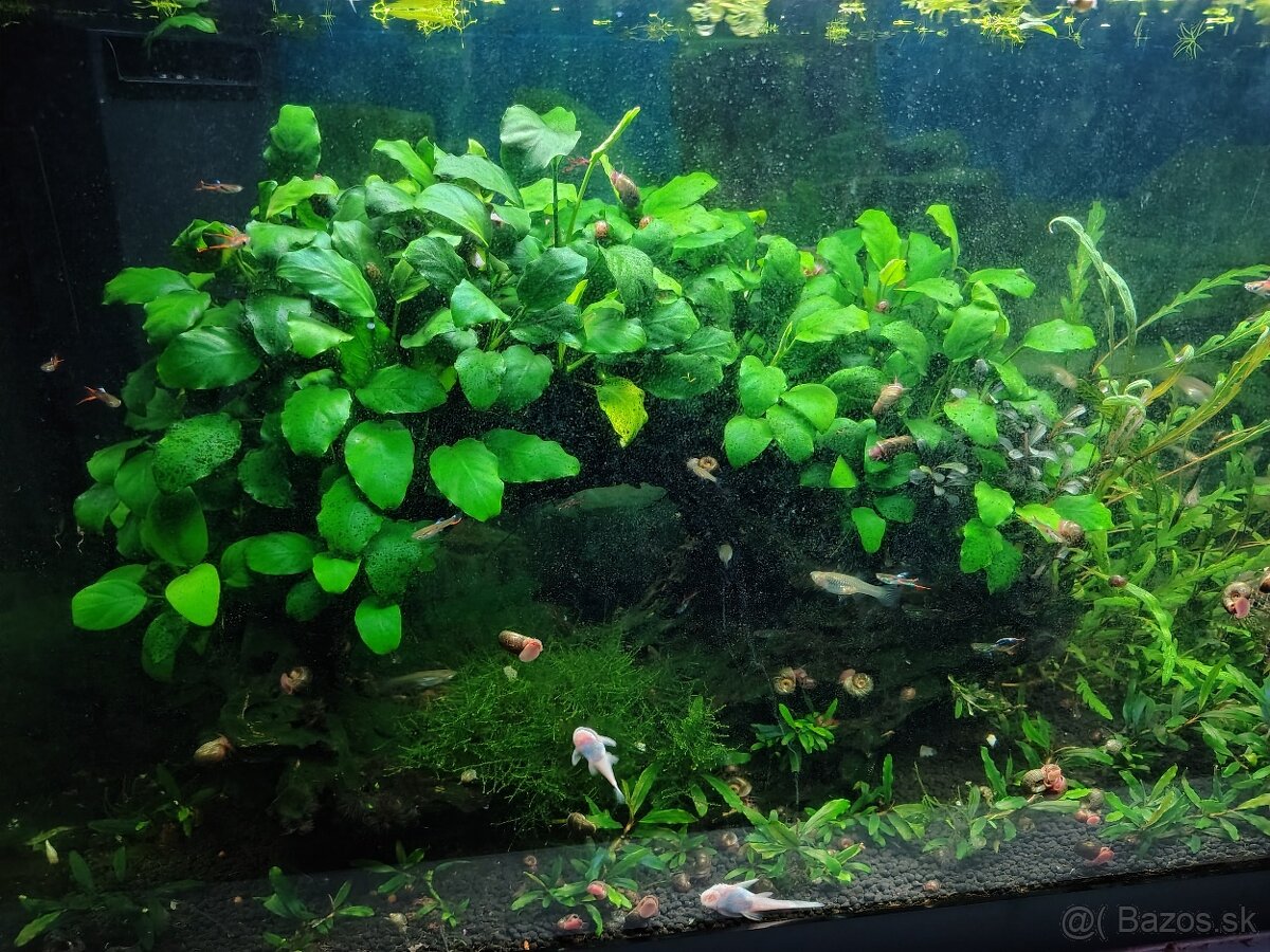 Anubias