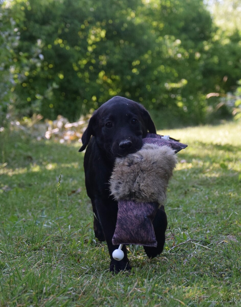 Labrador Retriever