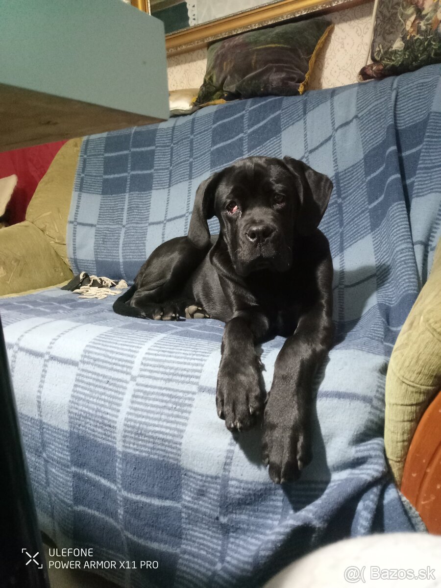 Predám šteniatko sučku Cane Corzo