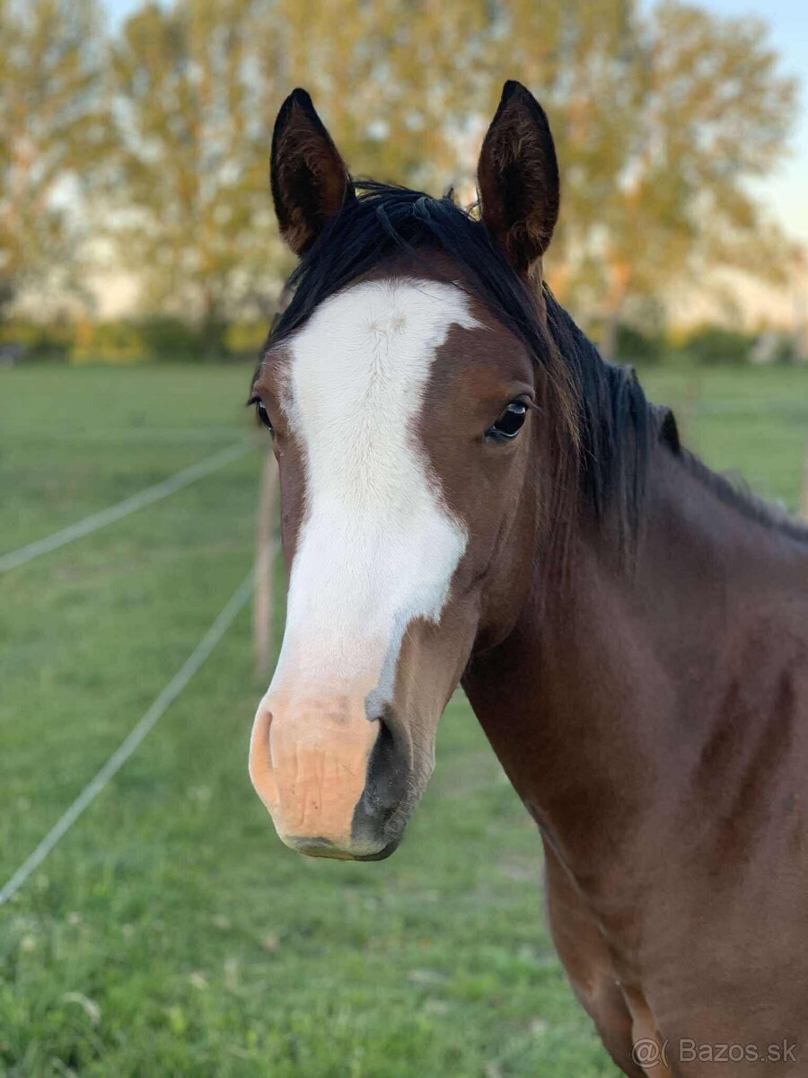 🌟🐴 Na predaj výnimočný QH žrebček
