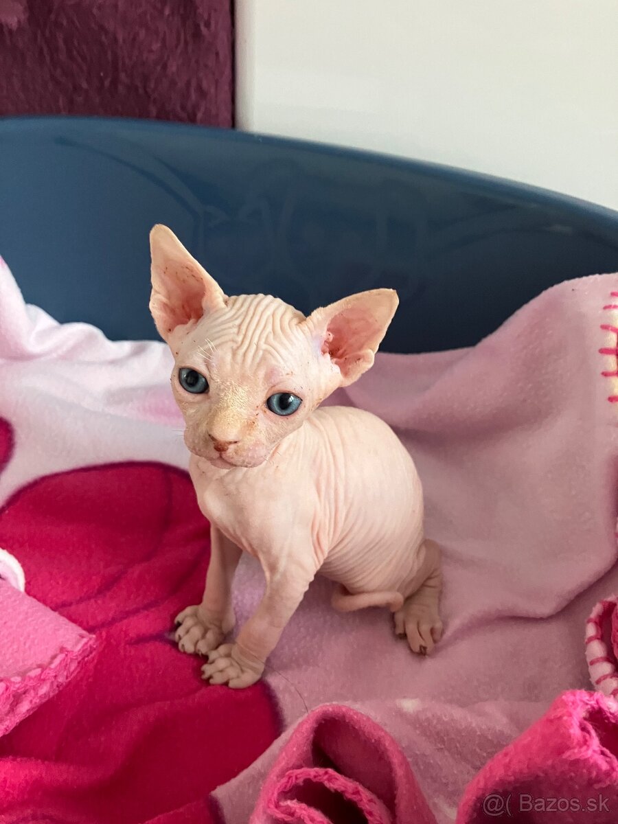 Don Sphynx