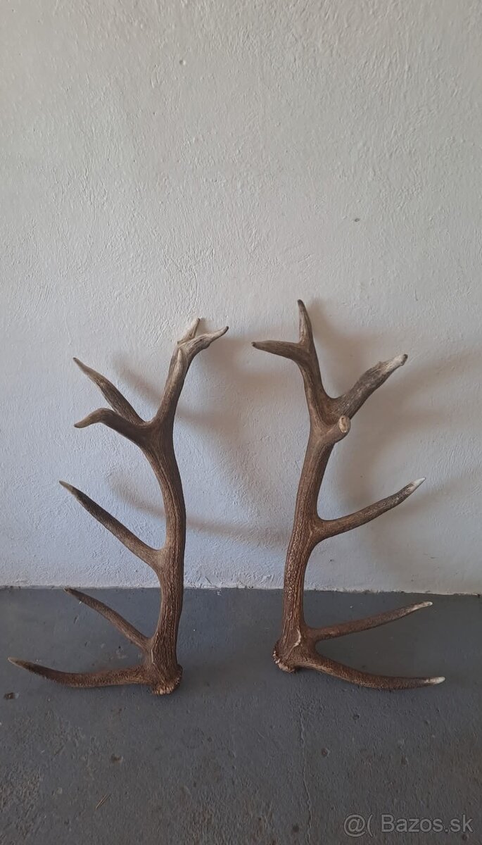 Zhody,trofeje,parožie