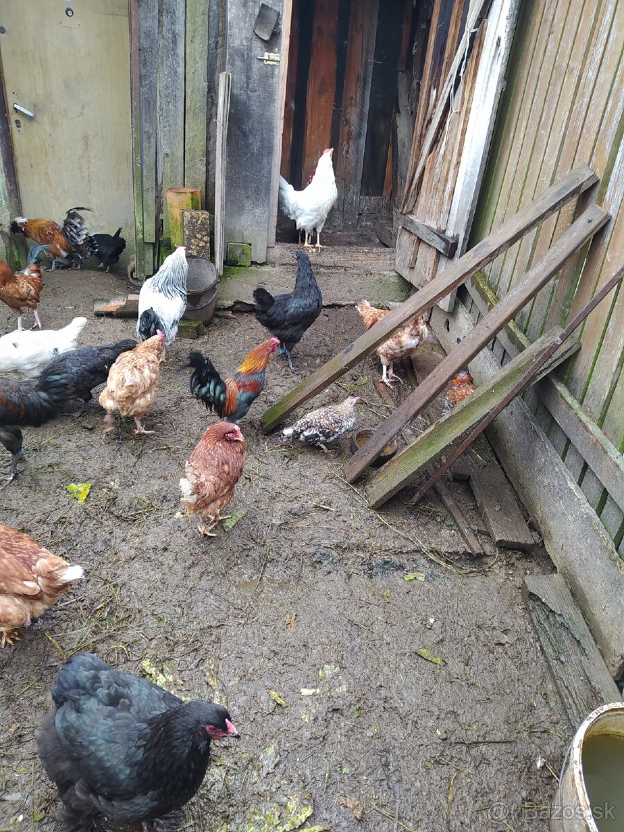 Ponúkam sliepky,mladky, kohúty, rôznych druhov