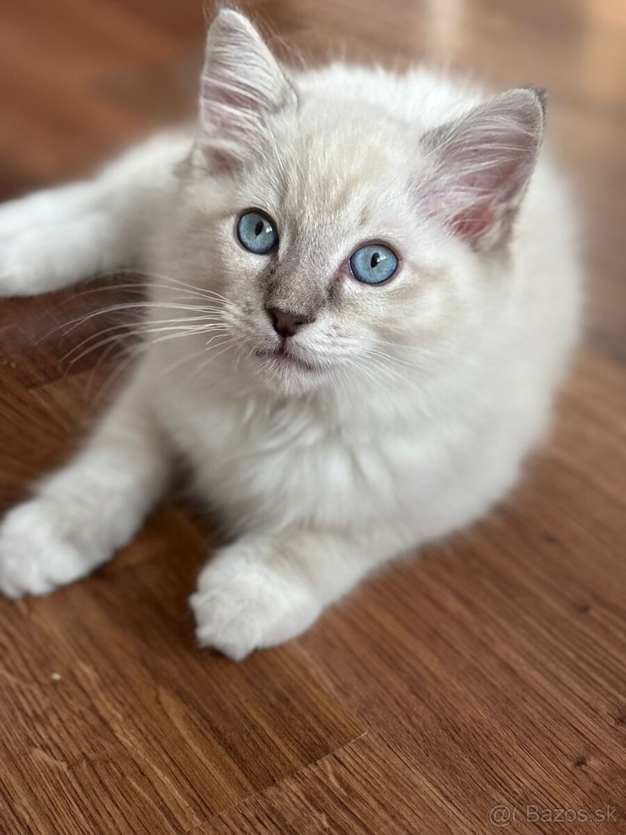 Ragdoll
