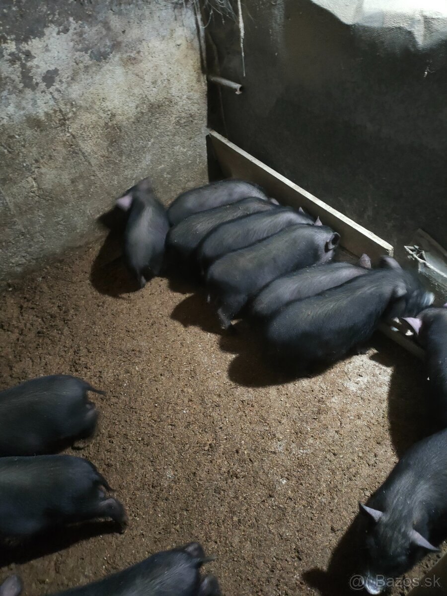 Vietnamské prasiatka