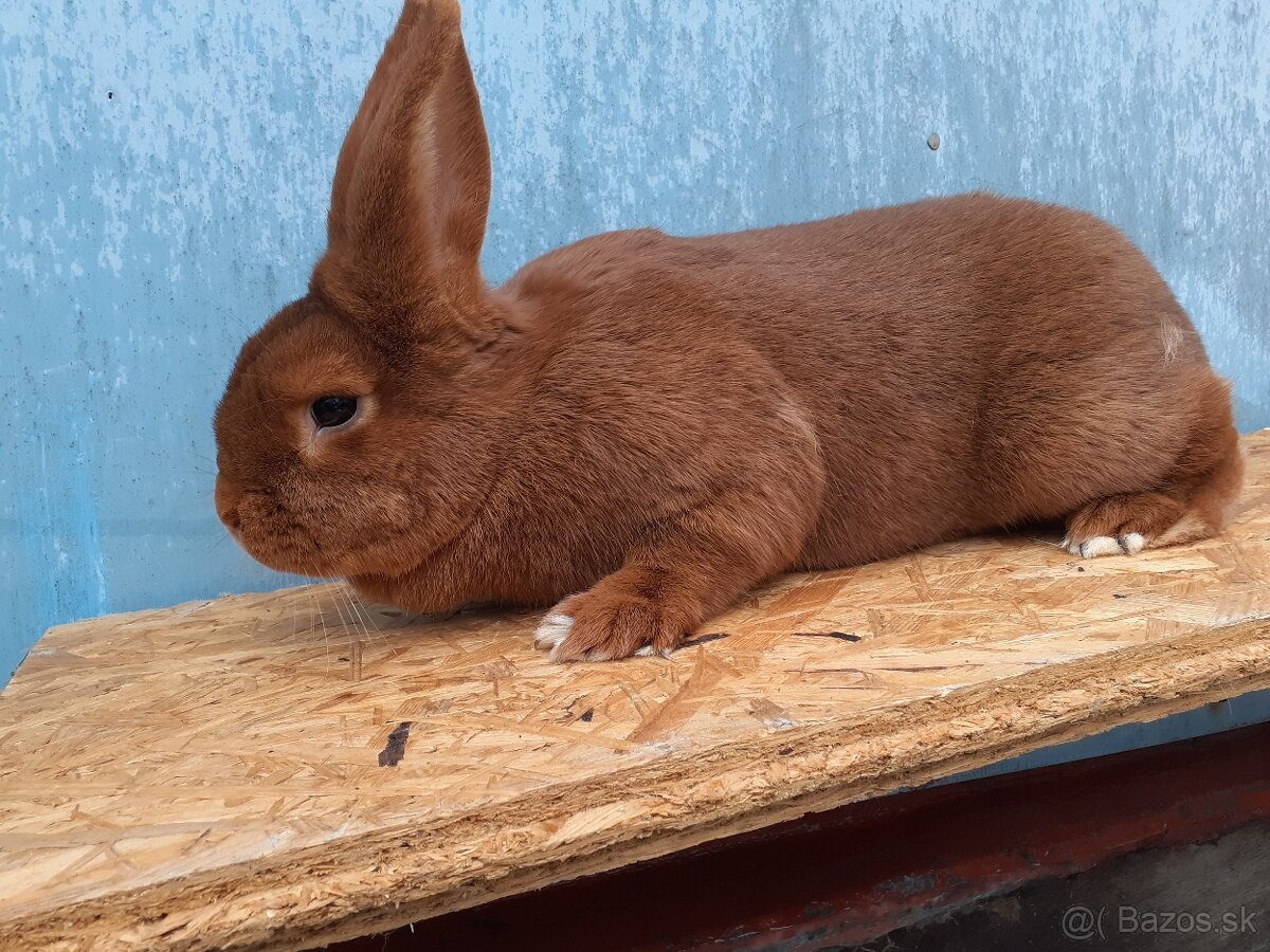 Novozélandský červený