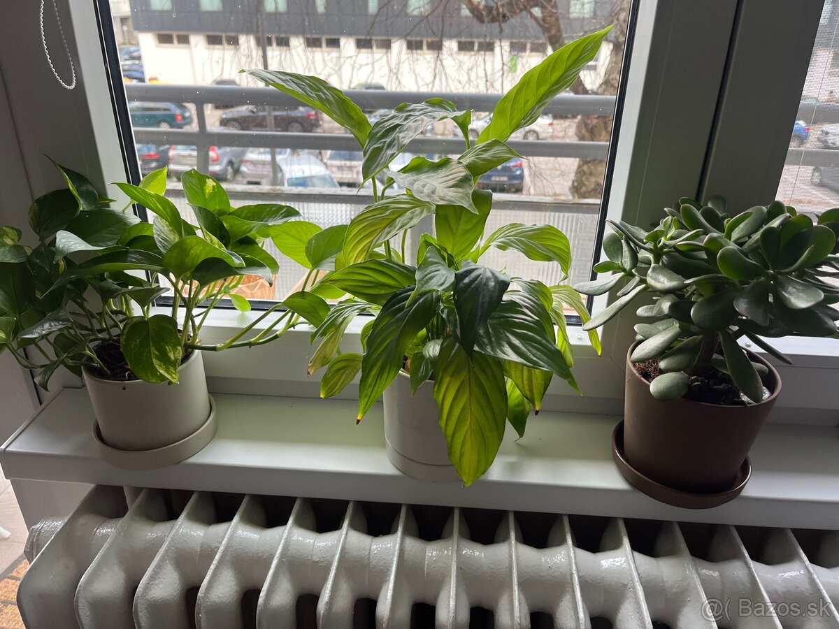 Izbové rastliny/kvety