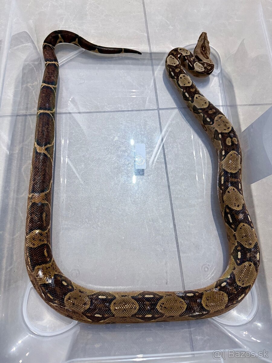 Velhad kralovsky / boa constrictor