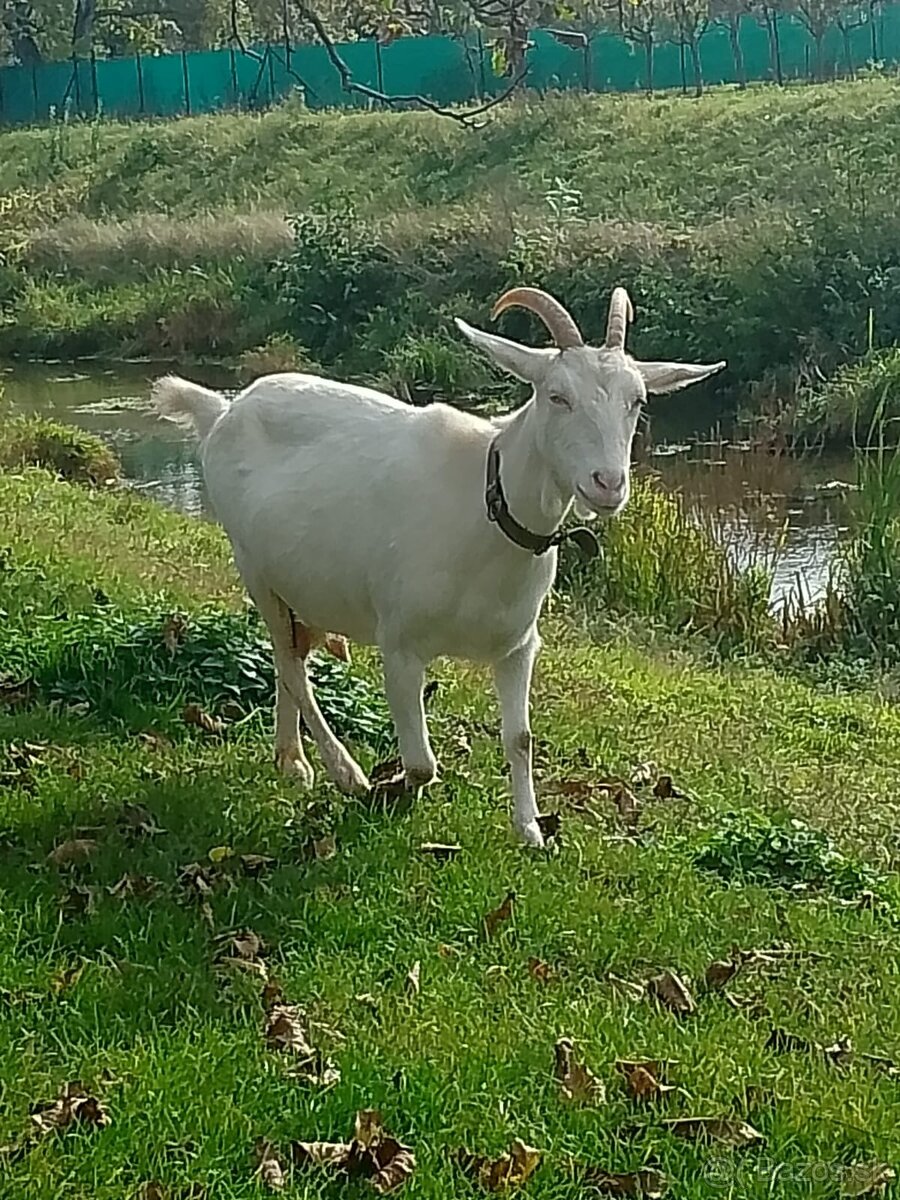 Predám dojnú kozu aj s kozliatkami