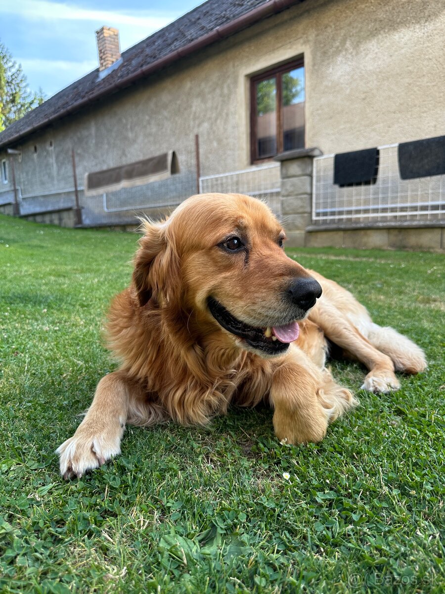 Zlatý retriever na krytie