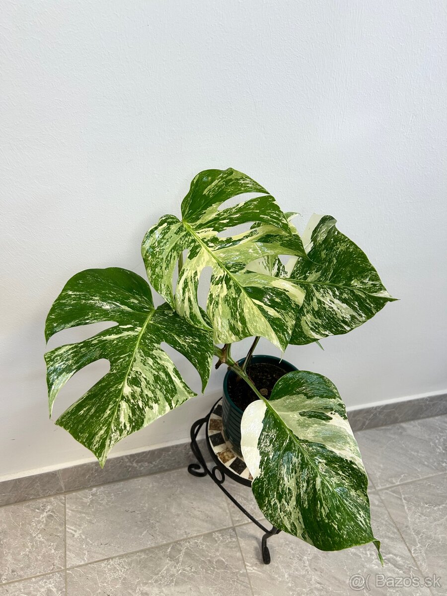 Monstera deliciosa albo variegata