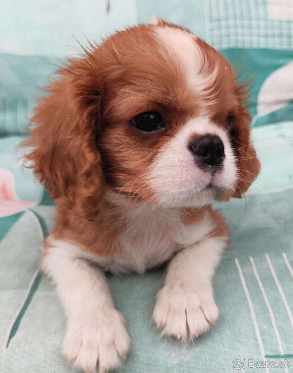 Cavalier Cavalier king Charles spaniel