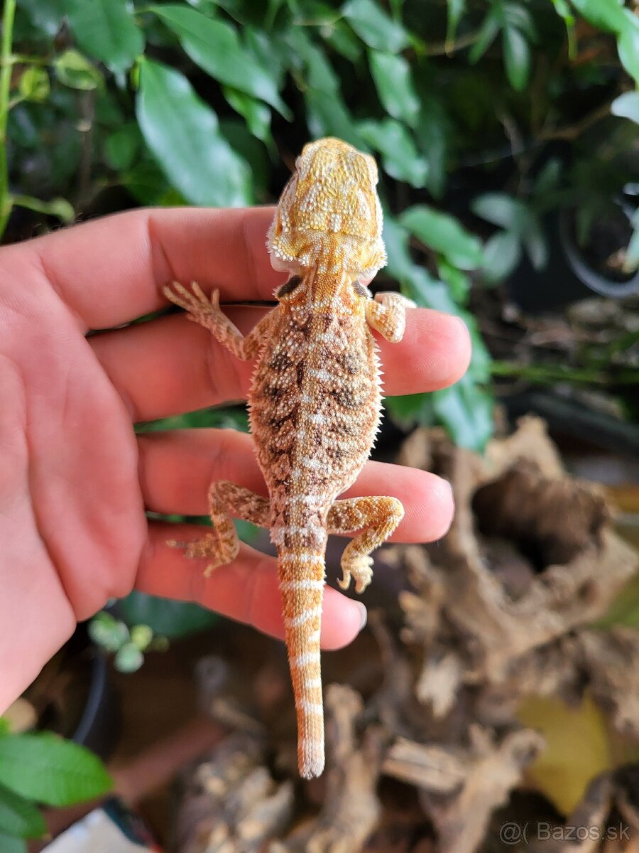 Agama bradatá
