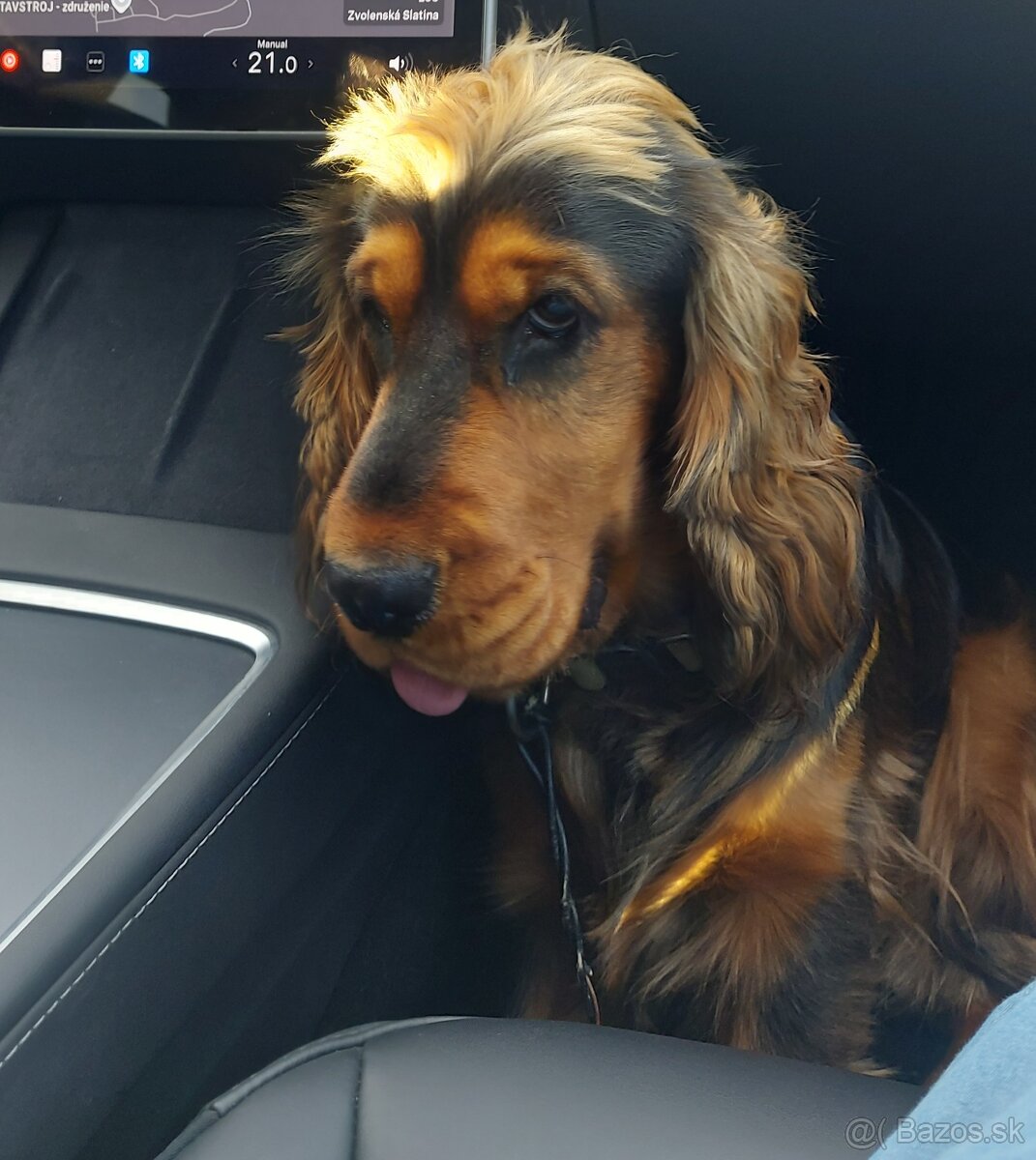 Anglický kokeršpaniel na krytie