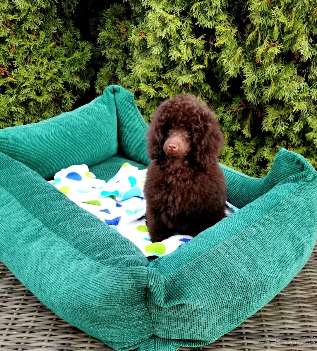 Pudel s preukazom pôvodu čokoládový