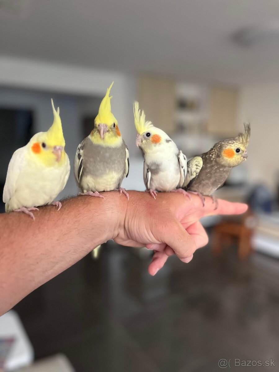 Korela ručne dokrm Maznačik