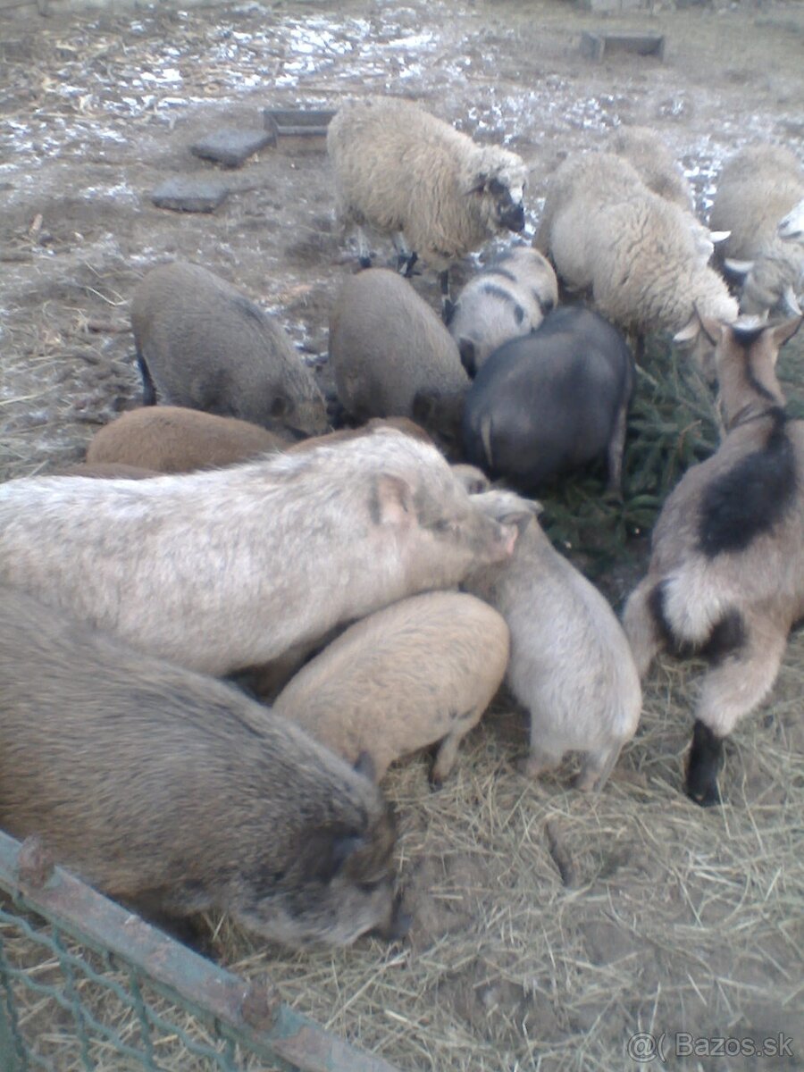 Vietnamské odstavčatá