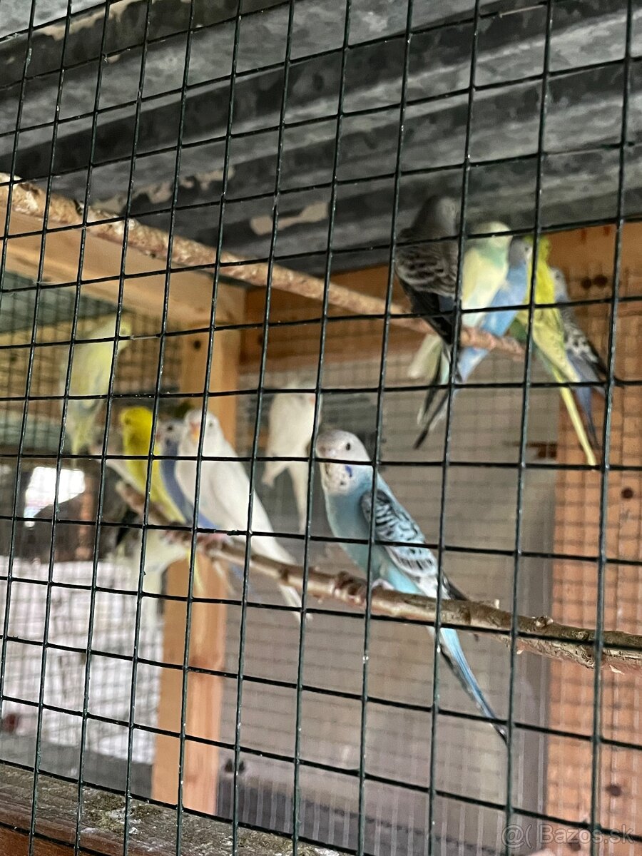 Predám andulky,spevavé Alexandre ,papagájov nadhern