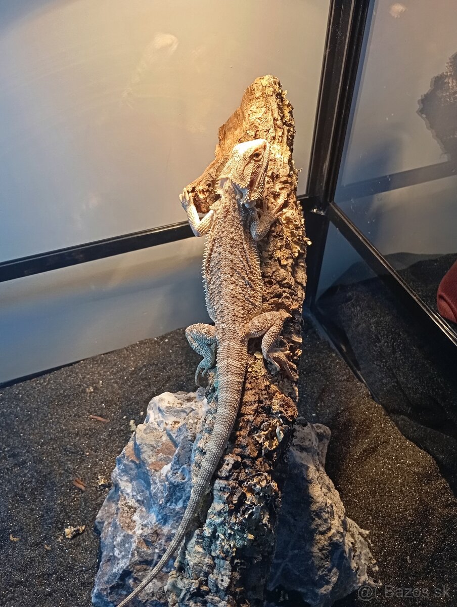 Predám Bradatu Agamu