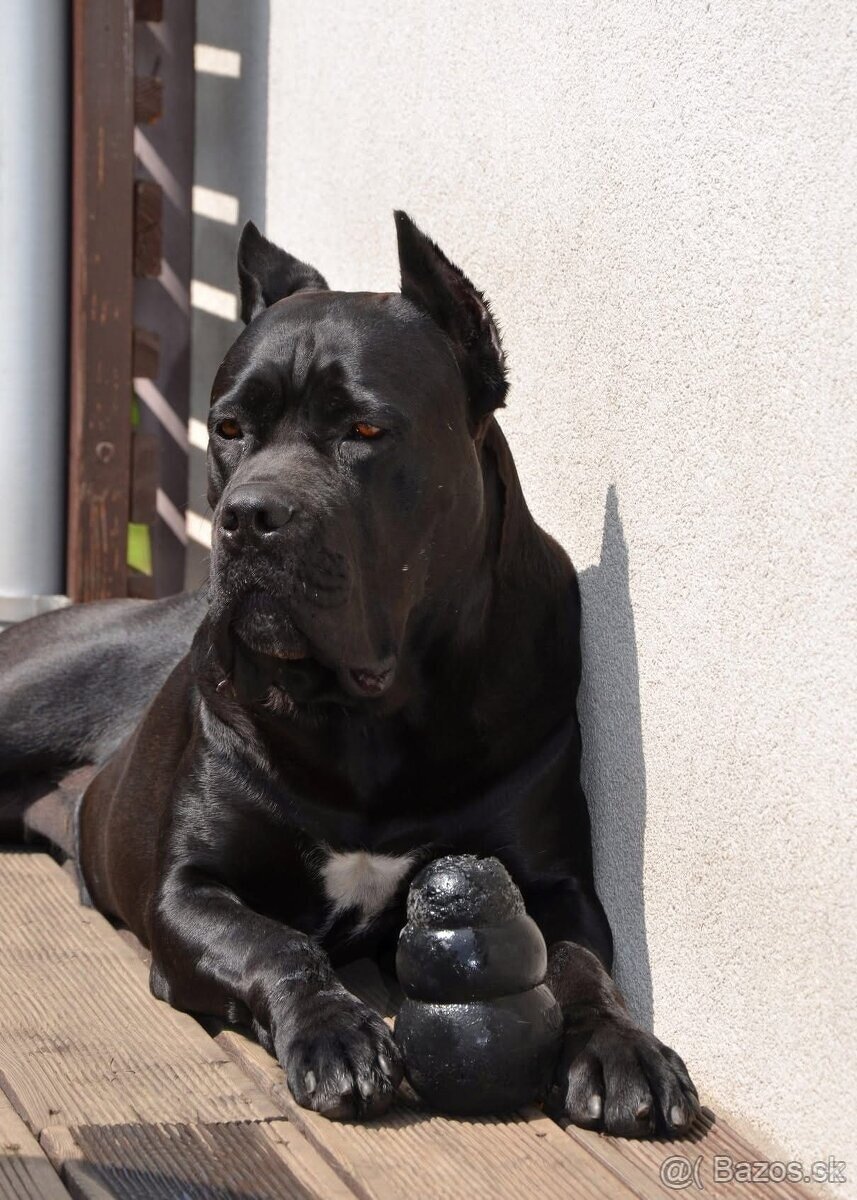 Cane Corso s PP FCI - SAMEC