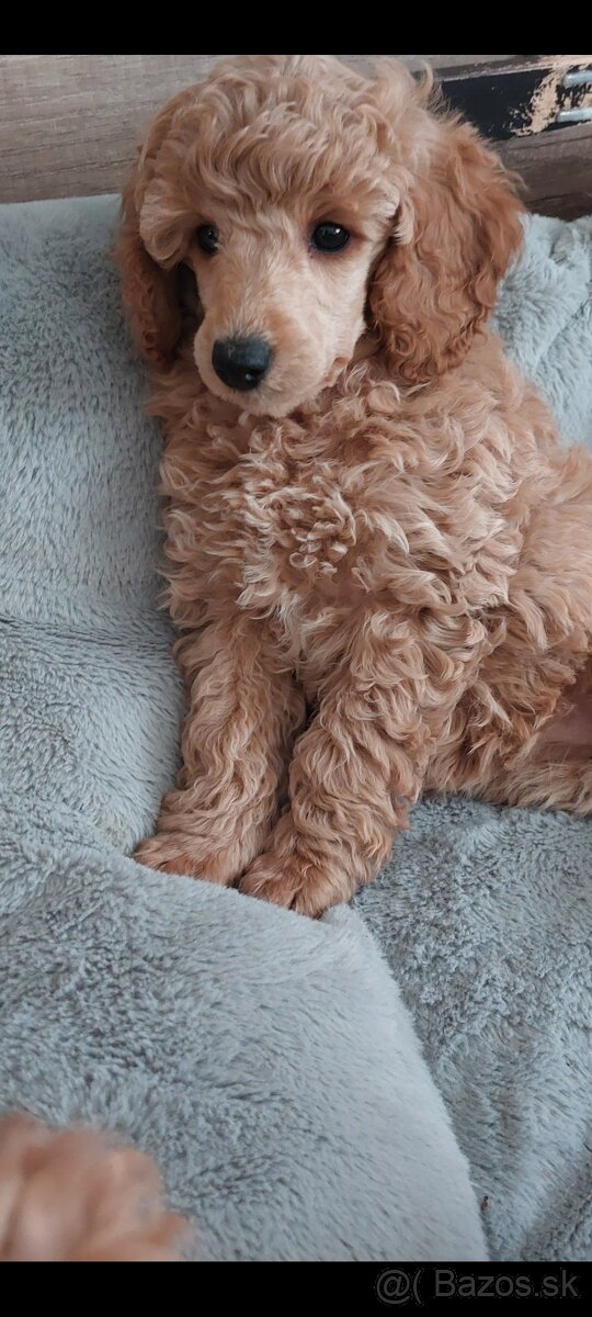 Pudel ( pudlik ) s pp MADA fenka