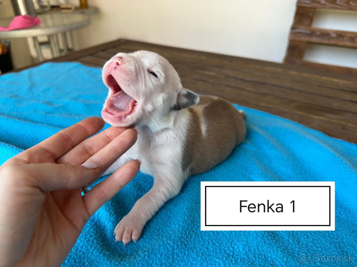Šteniatka Americký stafordšírský teriér, staford, staffy