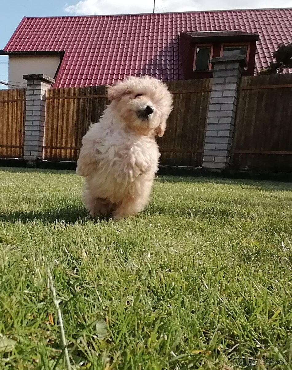 Predám šteniatka maltipoo.