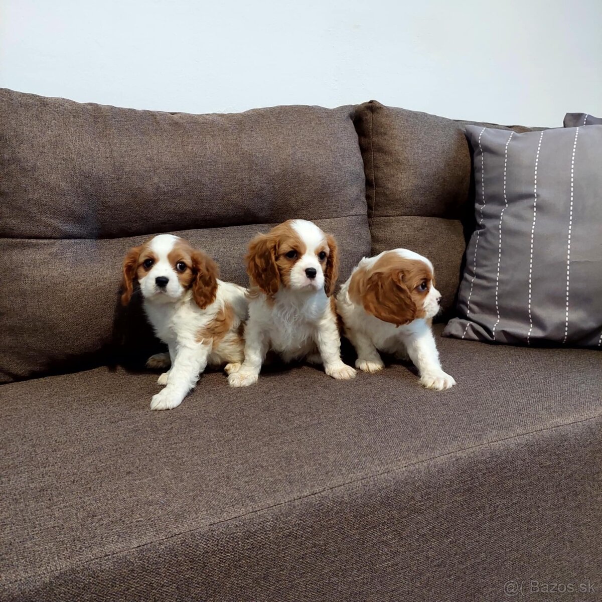 Cavalier king charles Spaniel