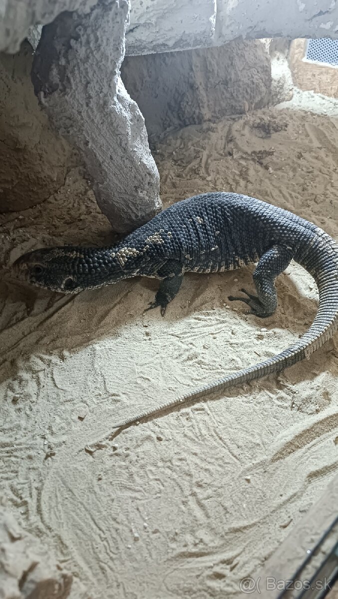 Varan stepny - predám/vymenim