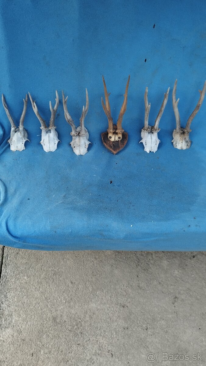 Predám srnčie trofeje parožie, zhody, srnčie.